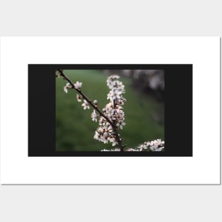 Cherry tree in spring Posters and Art